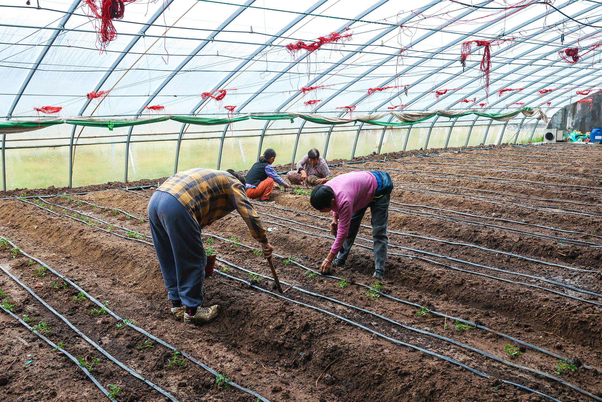 /gb2312/sdcy/stly/2553.html