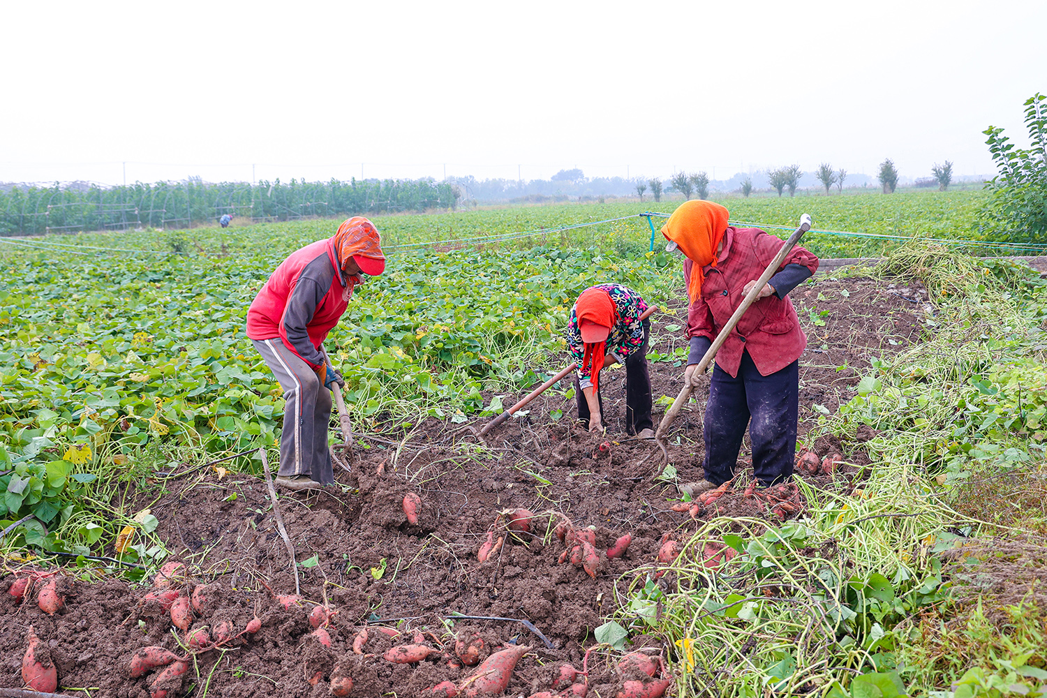 /gb2312/sdcy/xdny/2609.html