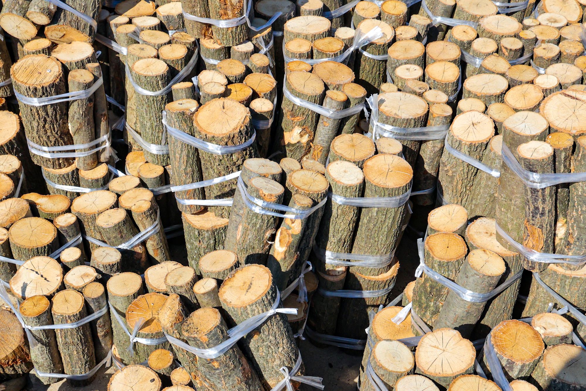 /gb2312/sdcy/xdny/2678.html