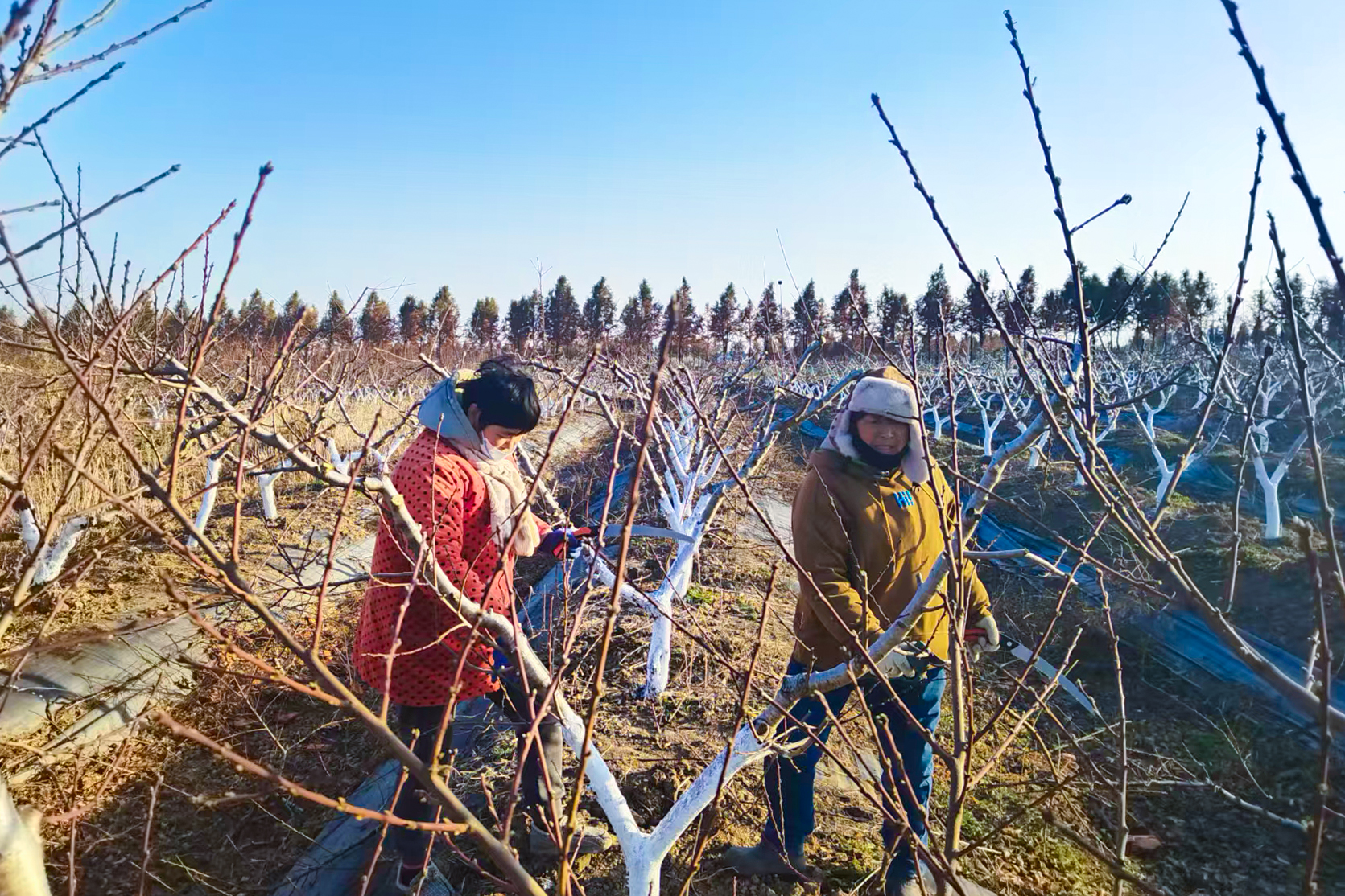 /gb2312/sdcy/stly/2707.html