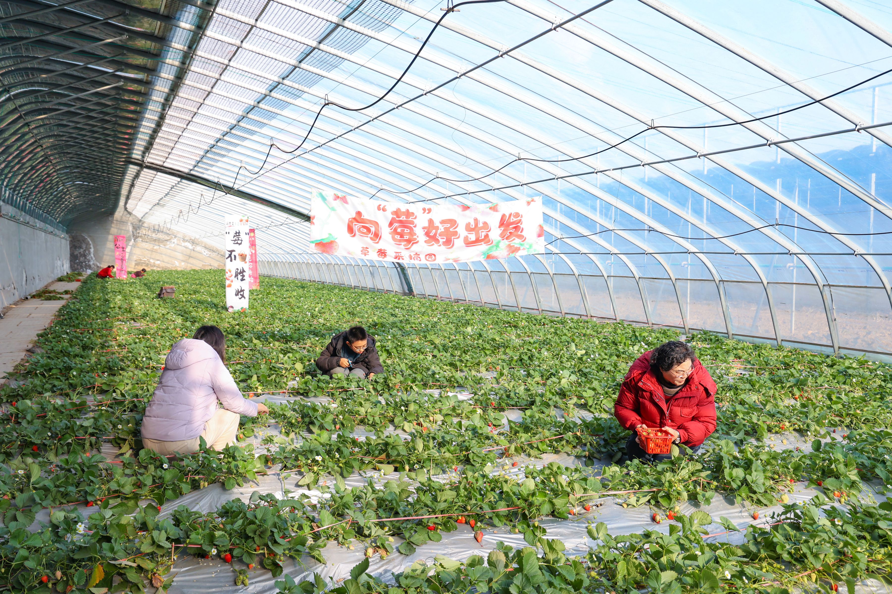 /gb2312/sdcy/stly/2785.html