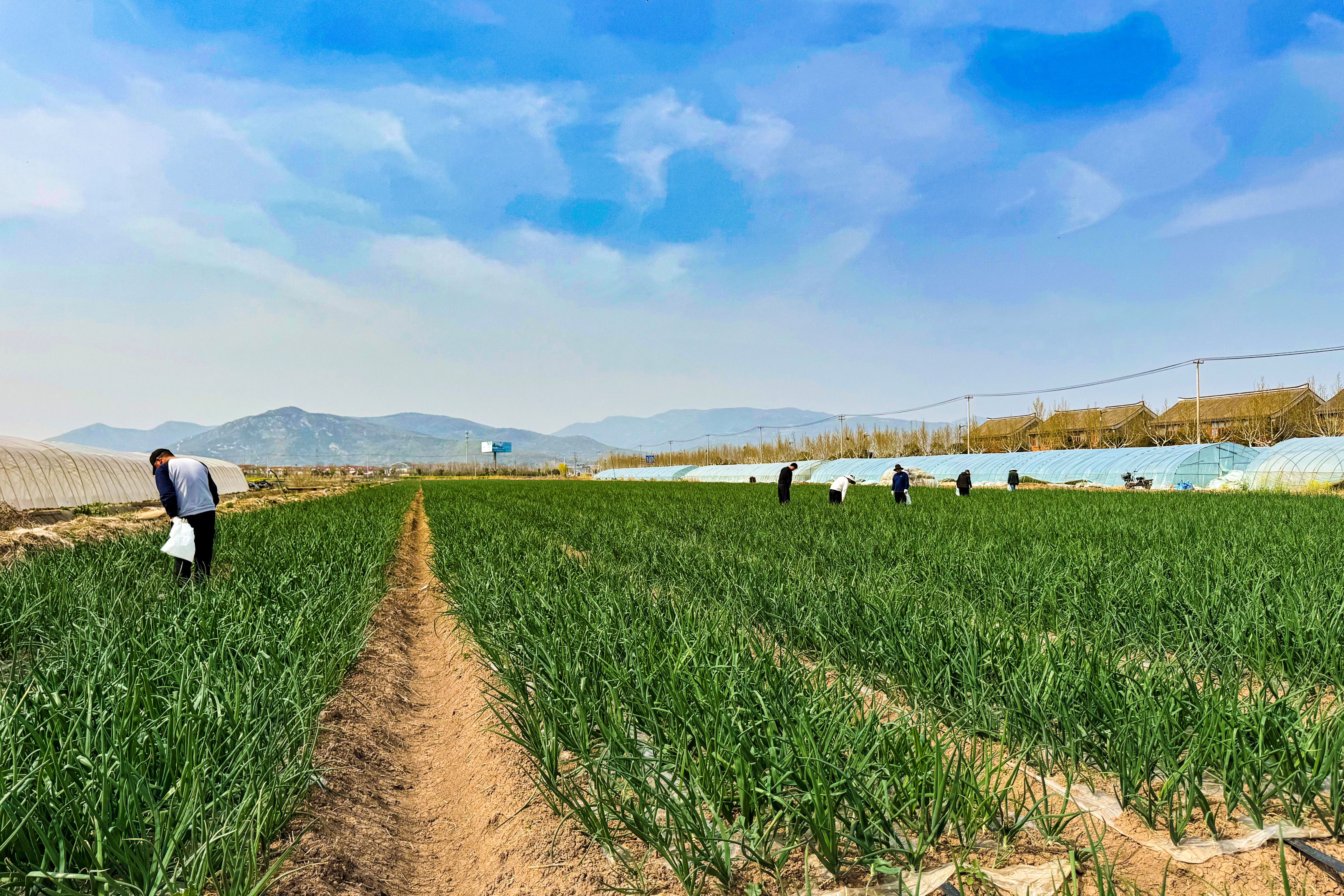 /gb2312/sdcy/xdny/2827.html