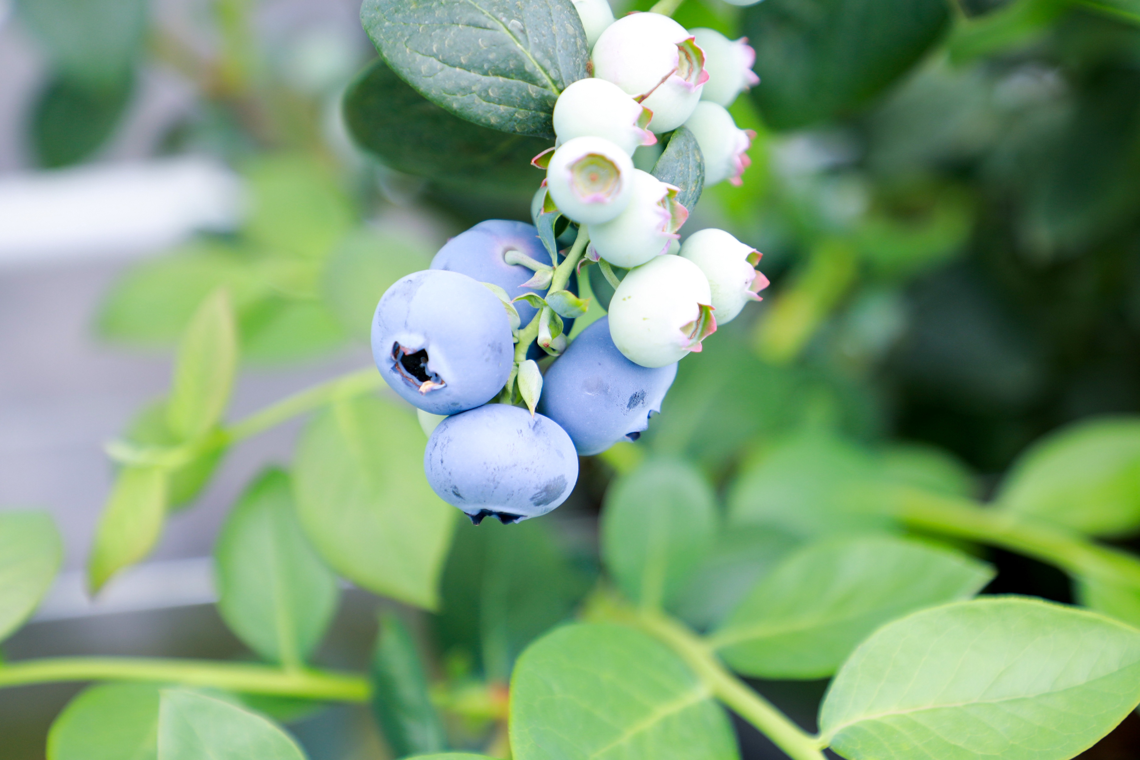 /gb2312/sdcy/stly/2836.html