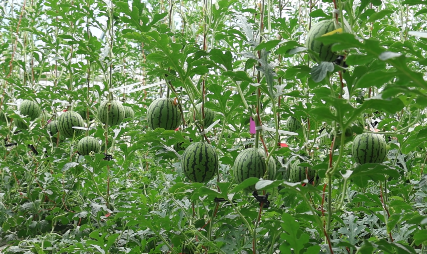 /gb2312/spzs/2843.html