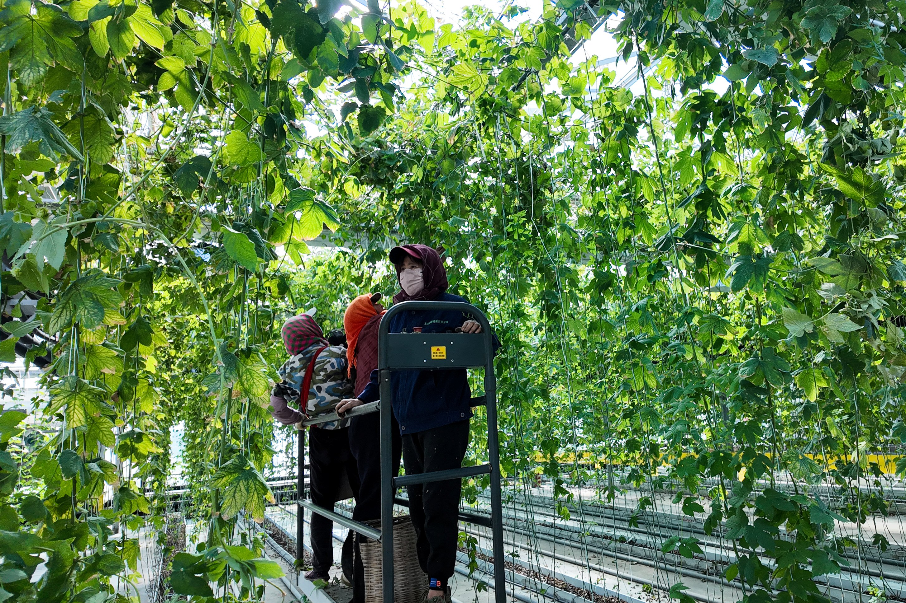 /gb2312/sdcy/xdny/2862.html